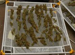 OG Kush