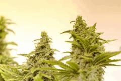 AllKush Flo 46