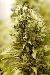OG Kush Flo 57