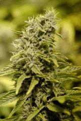 AllKush Flo 46