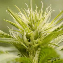 SensiStar flo11