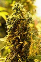 OG Kush flo75