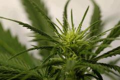 OgKush flo11
