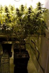 Nepal kush Flo 57
