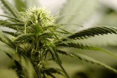 BlueHash flo11