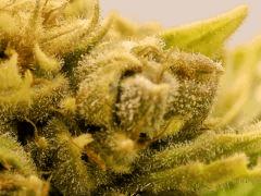 Nepal kush Flo 85