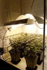 Kush etc...