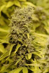 AllKush Flo 57