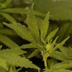 AllKush Flo 11