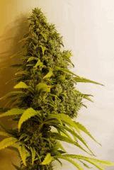 BlueHash Flo 57