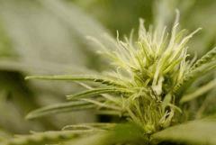 Nepal kush Flo11