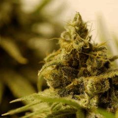 Nepal kush Flo 57