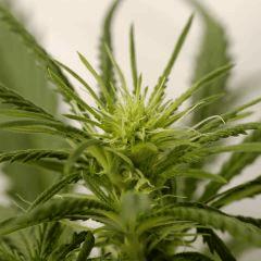 OgKush flo11