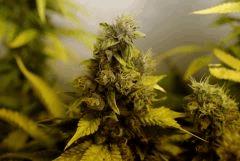 BlueHash Flo 57