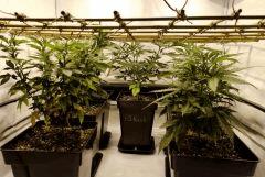 Kush etc...
