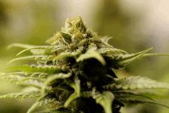 Nepal kush Flo 46
