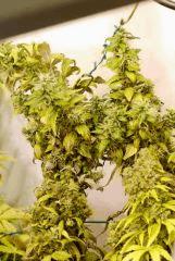 OG Kush flo75