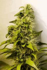 OgKush Flo 46