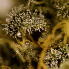 Nebula Flo 57