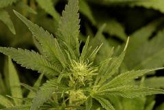AllKush Flo 11