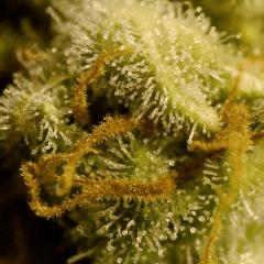 Nepal kush Flo 57