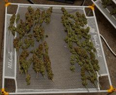 AllKush     NepalKush