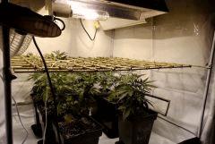 Kush etc...
