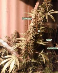 white widow x big bud