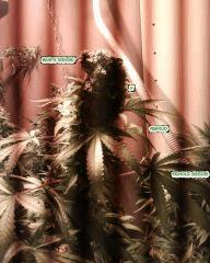 white widow x big bud