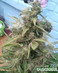 jack diesel