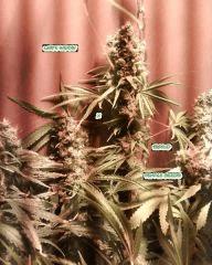 white widow x big bud