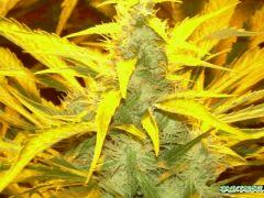 jack diesel