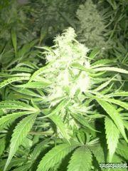 jack diesel