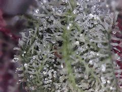 Lemon Skunk Flo+74