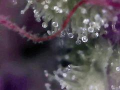 Lemon Flo+62