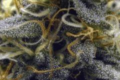 X-Haze Flo+60