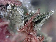 Lemon Skunk Flo+74
