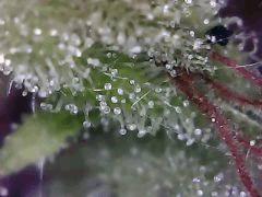 Lemon Flo+62