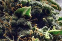 X-Haze #1 Flo+60