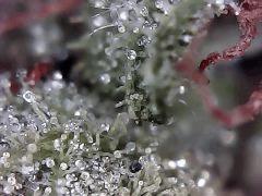 Lemon Skunk Flo+74