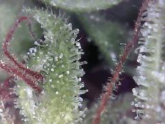 Lemon Flo+62