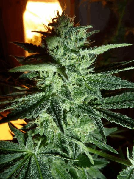 photo cut session one bud