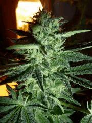 photo cut session one bud