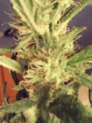 tritri