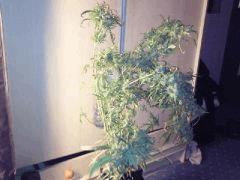 du mal a tenir le poid des branches..