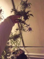 une branche, qui m'a impressionné car c'est la 1ere fois que je développe autant les secondaire des branches sous ma 170w maxgrow