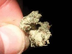 blue widow#1
