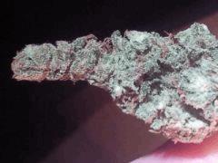blue widow#1