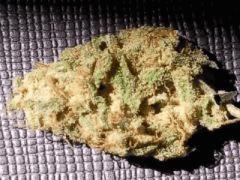 blue widow#1