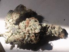 blue widow#1